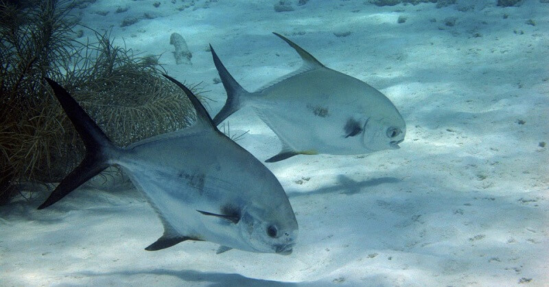 シンキングミノー と フローティングミノー の違いと使い時 釣り人dammyのブログ